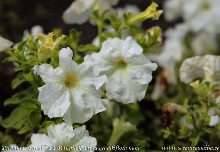 Petuunia suureõieline “Puvab” F1 Petunia hybrida grandiflora nana